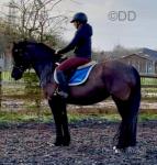 Ebony, 14.1hh Welsh Section D Mare