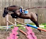 Ebony, 14.1hh Welsh Section D Mare