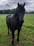 Ebony, 14.1hh Welsh Section D Mare