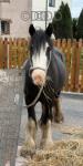 Lala, Filly
