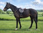 17.3hh Thoroughbred Riding Gelding