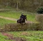 17.3hh Thoroughbred Riding Gelding