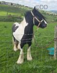 13hh Stallion