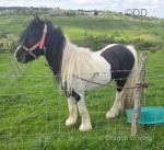 13hh Stallion