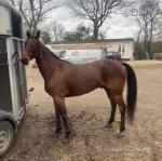 14hh Standardbred Gelding & 12hh Welsh Section A Mare