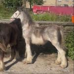 Yearling Colt