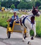 Big H, 16.1hh Gelding 