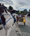 Big H, 16.1hh Gelding 