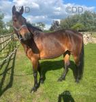 15.2hh Ride and Drive Mare