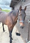 15.2hh Ride and Drive Mare