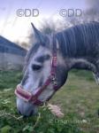 Filly