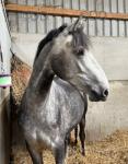Filly