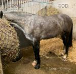 Filly