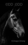 Filly