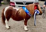 Anderlea Darcy, Shetland Stallion 