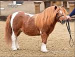 Anderlea Darcy, Shetland Stallion 