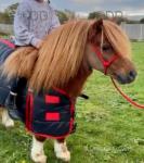 Anderlea Darcy, Shetland Stallion 