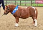 Anderlea Darcy, Shetland Stallion 