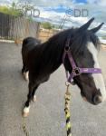 Driving Filly 