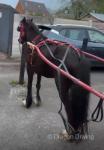 Driving Filly 