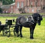 Raffi, 13.2hh Welsh Section C Gelding 
