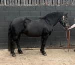 Raffi, 13.2hh Welsh Section C Gelding 