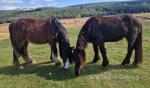 2 Year Old Colts