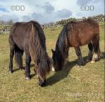 2 Year Old Colts