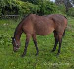 15.2hh Thoroughbred Mare