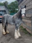 14hh Ride and Drive Mare 