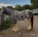 14hh Ride and Drive Mare 