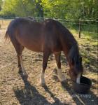 Welsh Section D Filly 