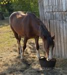 Welsh Section D Filly 