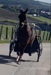 15.2hh Standardbred Driving Gelding
