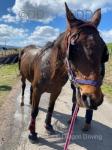15.2hh Standardbred Driving Gelding