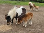 Erin and Cat, Shetland Mares