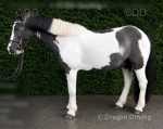 Denzal, 13.2hh Riding Gelding 