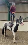 Denzal, 13.2hh Riding Gelding 