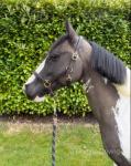 Denzal, 13.2hh Riding Gelding 