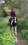 Denzal, 13.2hh Riding Gelding 