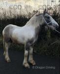 14.1hh dun and white 3 year old gelding, broken to drive. Sweetest pony ever, has been sat on and walked about and didn't bat an eye lid. 