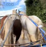 Driving Gelding 