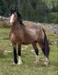Welsh Section C Gelding 