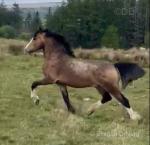 Welsh Section C Gelding 