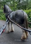 14hh Ride and Drive Mare