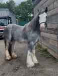 14hh Ride and Drive Mare