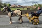 Sprit, Ride and Drive Gelding 
