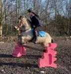Sprit, Ride and Drive Gelding 