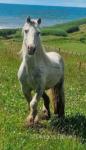 11hh Riding Gelding