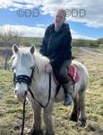 11hh Riding Gelding